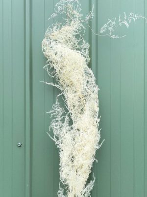 White Asparagus Fern