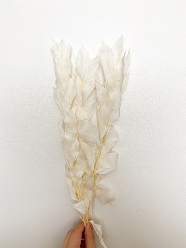 Short White Israeli Ruscus