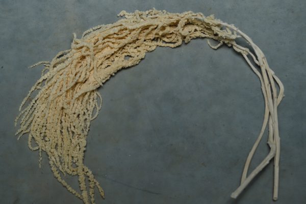 White/Cream Amaranthus - Image 4