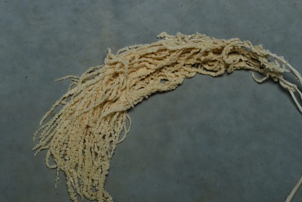 White/Cream Amaranthus - Image 5