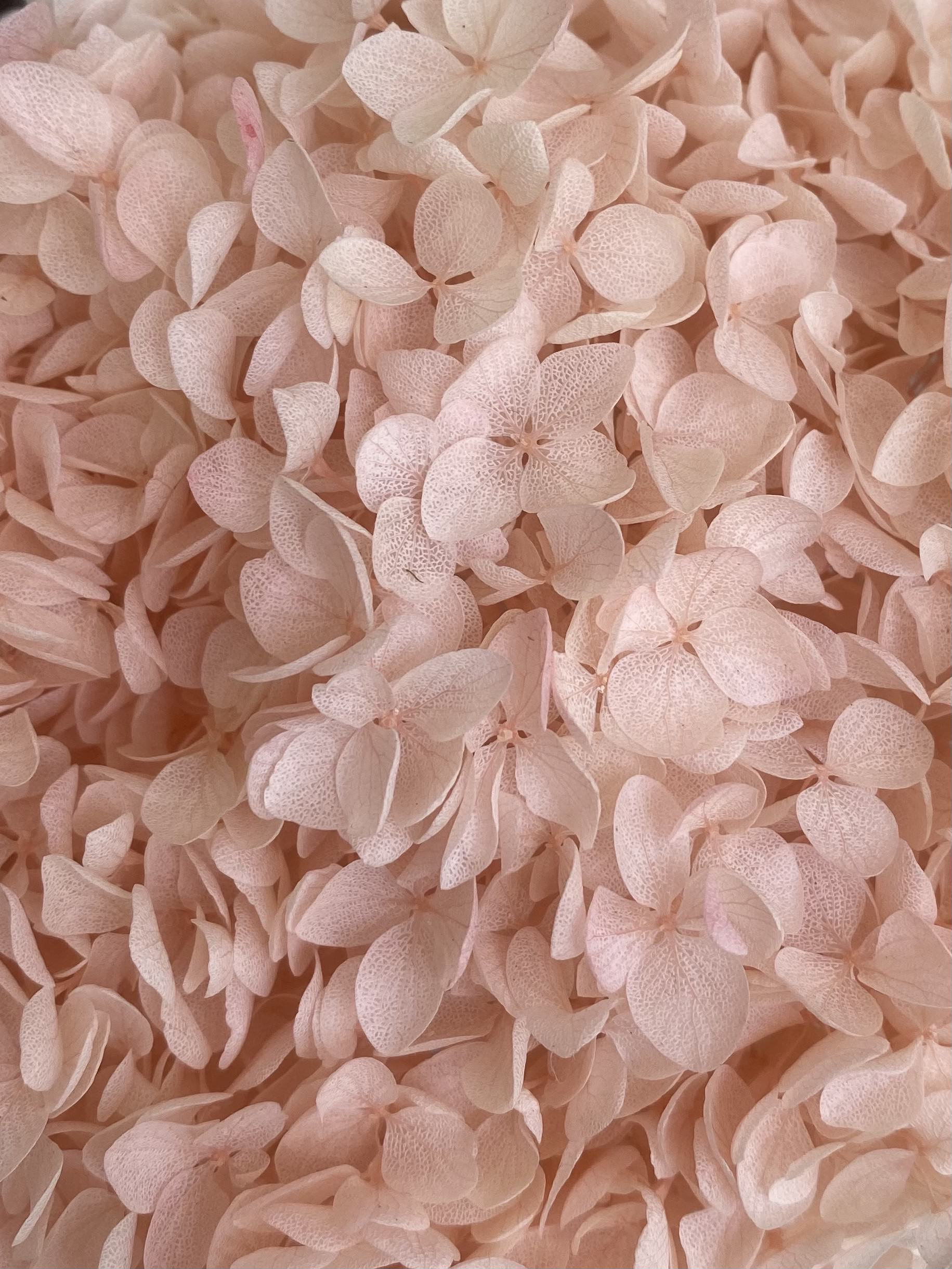 Blush Pink Hydrangea Golden Touch Flowers