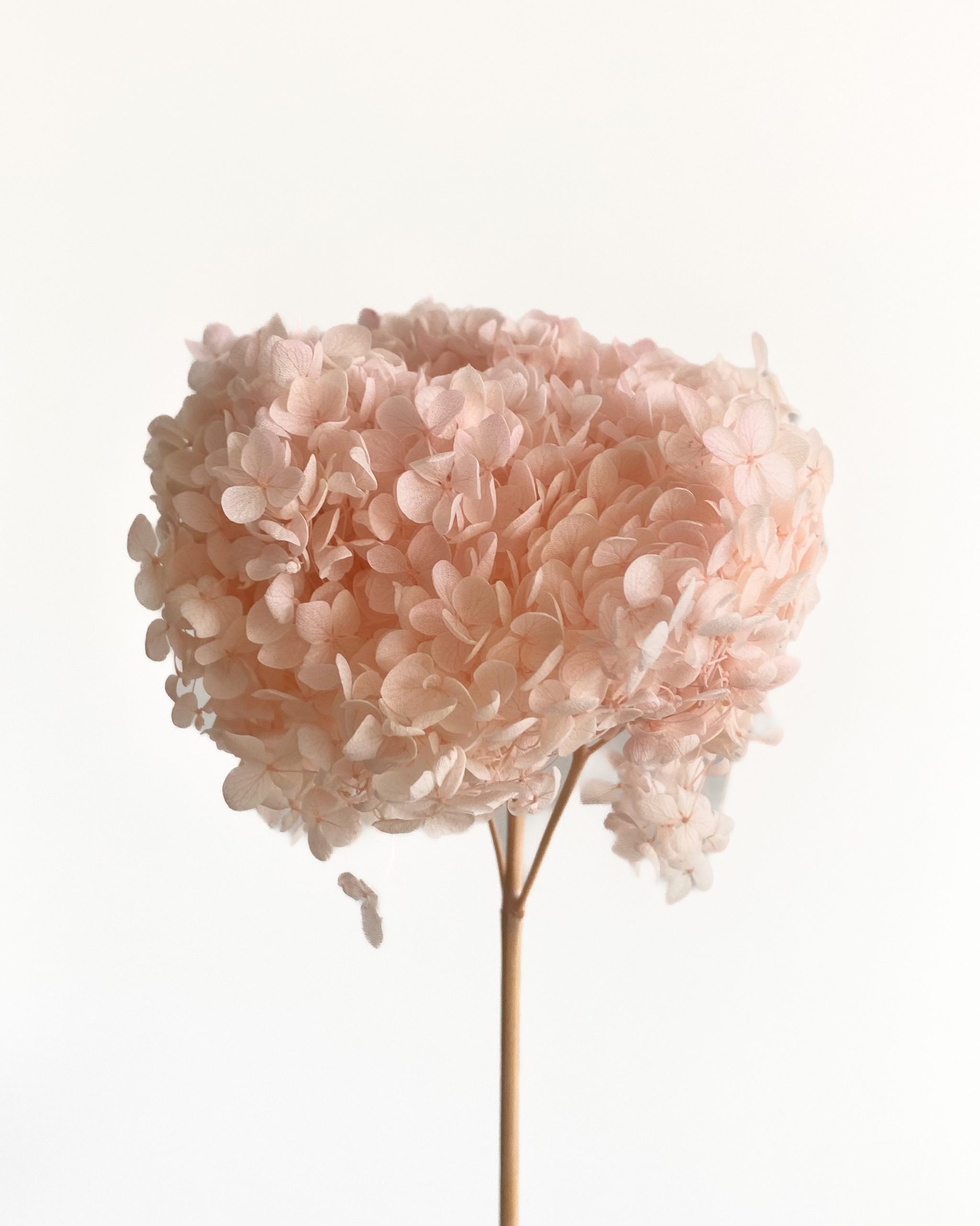 Blush Pink Hydrangea Golden Touch Flowers