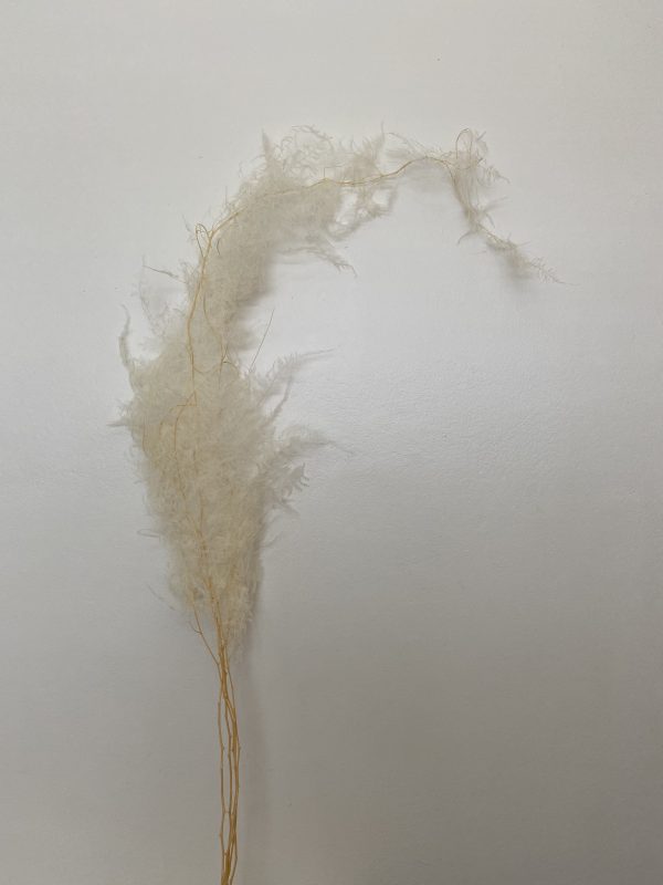 White/Cream Fluffy Asparagus