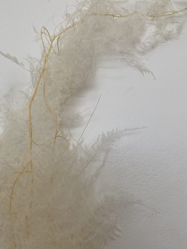 White/Cream Fluffy Asparagus - Image 2