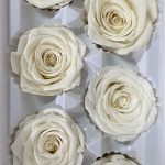 White Rose Heads - 6 pack