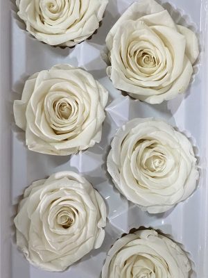 White Rose Heads - 6 pack