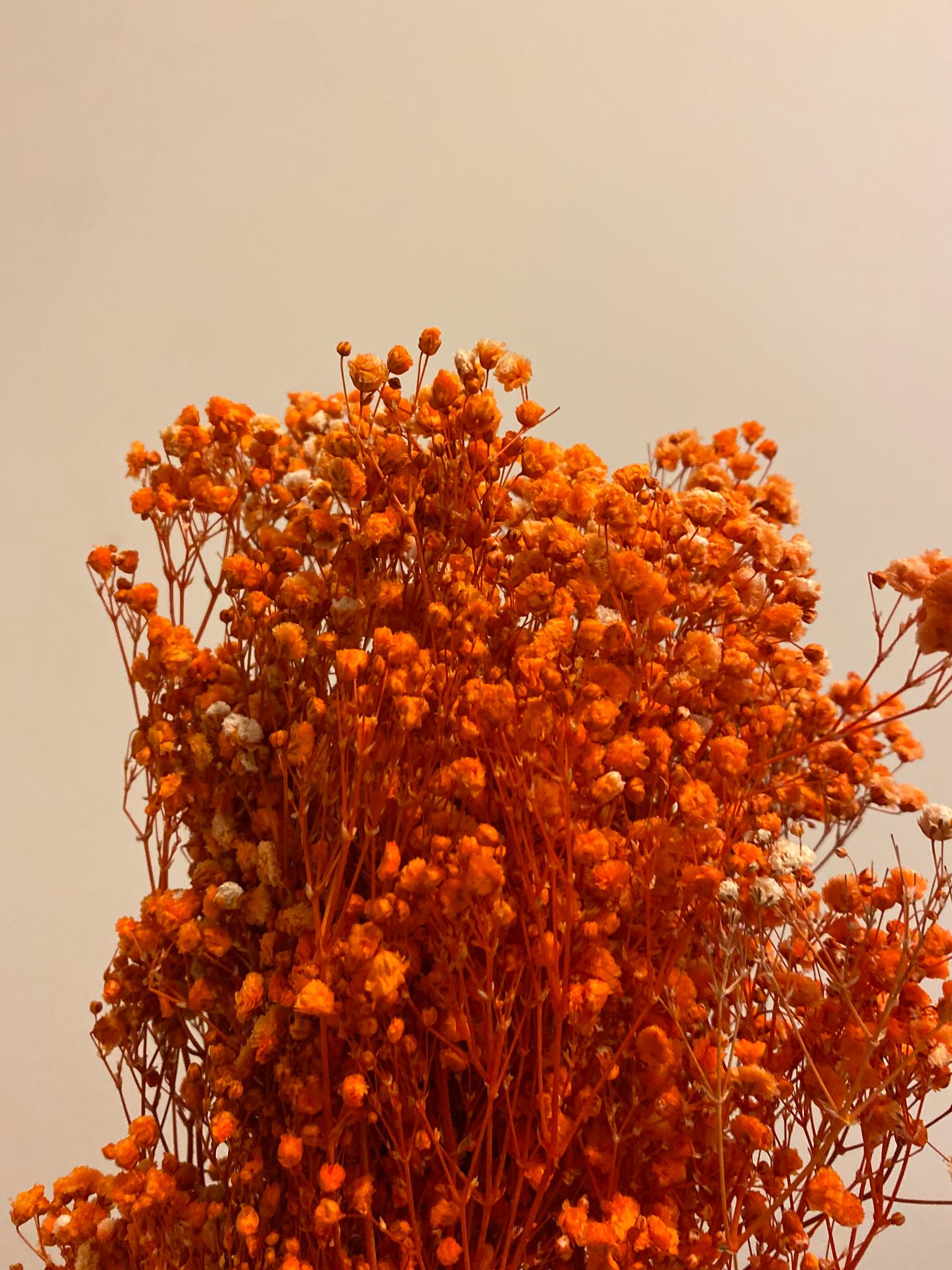 Preserved Baby's Breath Gypsophila - Dark Orange (Medium-to-Large Bloom) –
