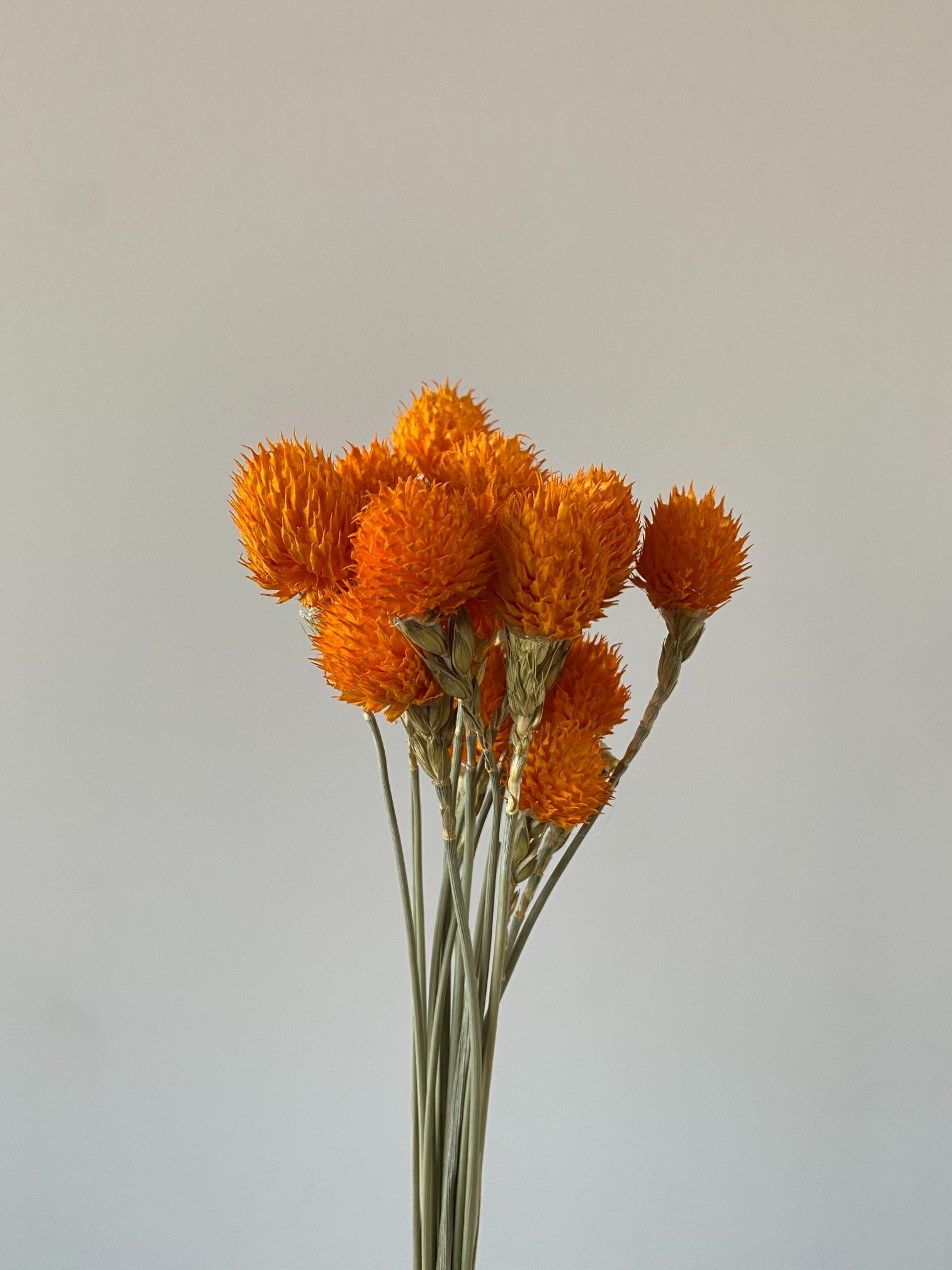 Orange Globe Amaranth Golden Touch Flowers