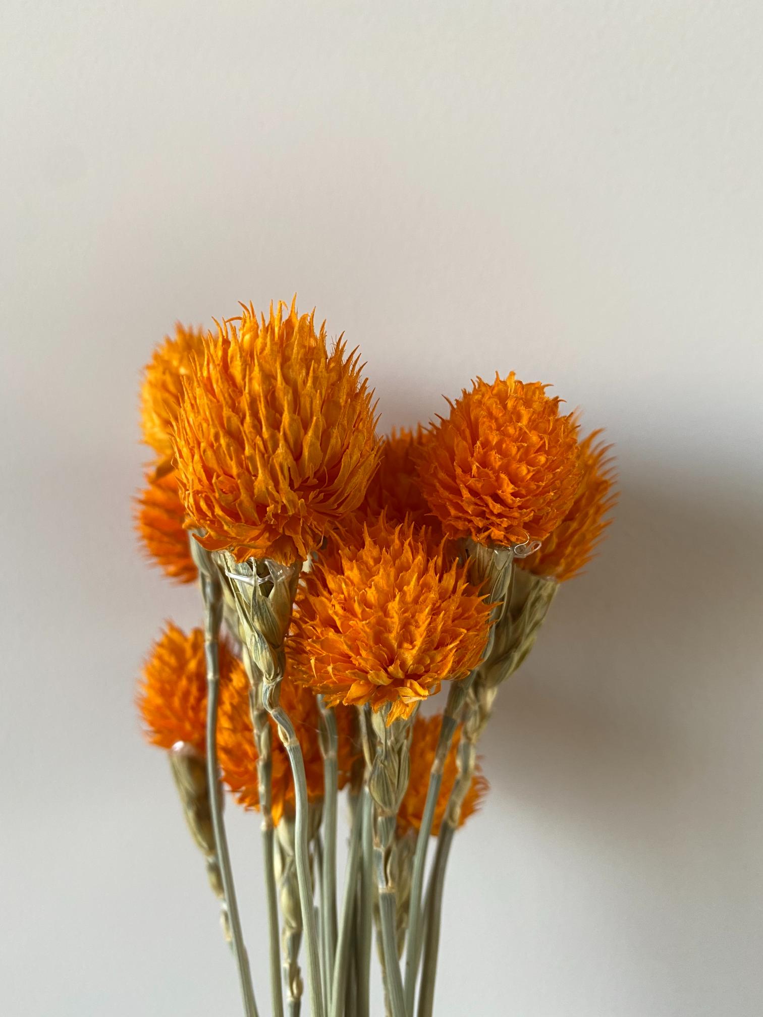 Orange Globe Amaranth Golden Touch Flowers