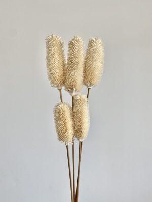Cream Brush Flower (Thistle)