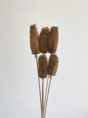 Brown Brush Flower (Thistle)