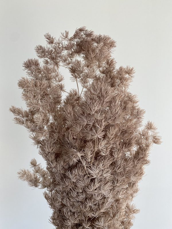 Brown Ming Fern