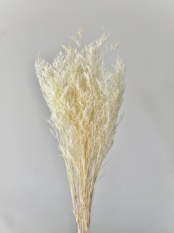 White Sea Lavender (Misty)