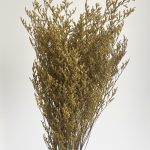 Green Sea Lavender (Misty)
