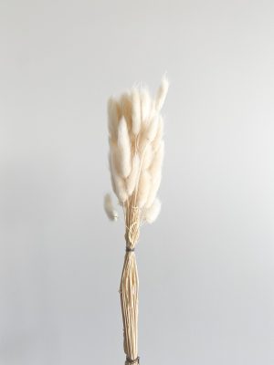 White Bunny's Tail