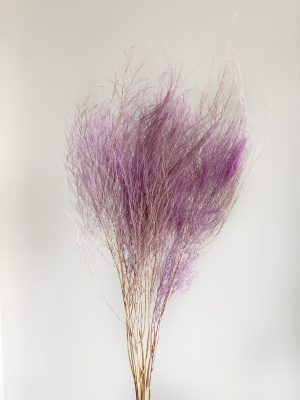 Purple Tiki Fern