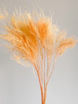 Orange Tiki Fern