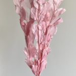 Short Pink Israeli Ruscus