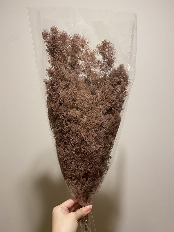 Brown Ming Fern - Image 2