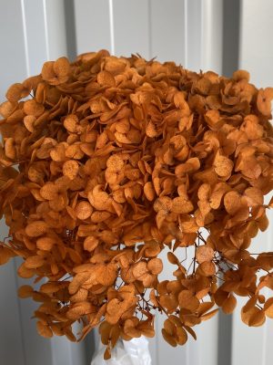Orange Hydrangea