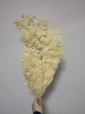 Cream Ming Fern