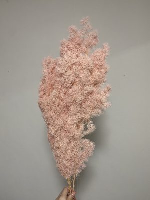 Light Pink Ming Fern