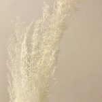 White Spiny Asparagus Fern