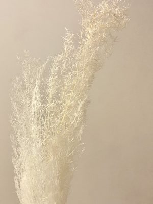 White Spiny Asparagus Fern