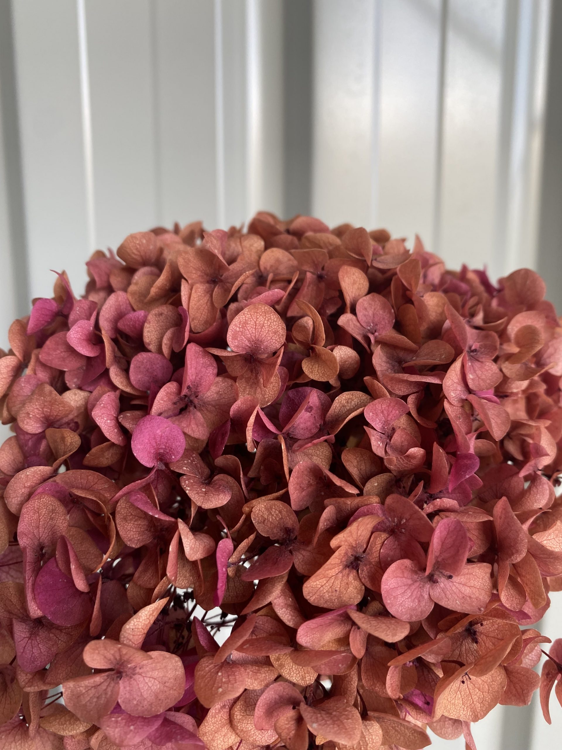 Bi-Colour: Autumn Orange and Pink Hydrangea - Golden Touch Flowers