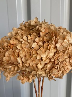 Light Copper Hydrangea