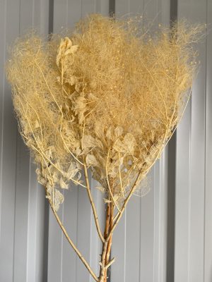 Yellow Smoking Bush Fern