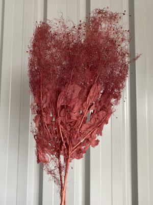 Red Smoking Bush Fern