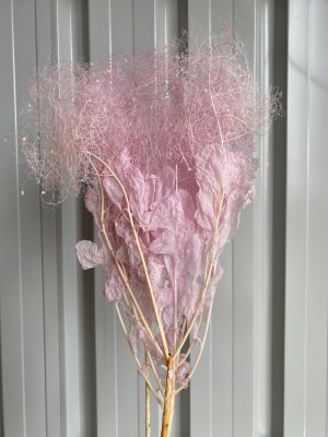 Pink Smoking Bush Fern