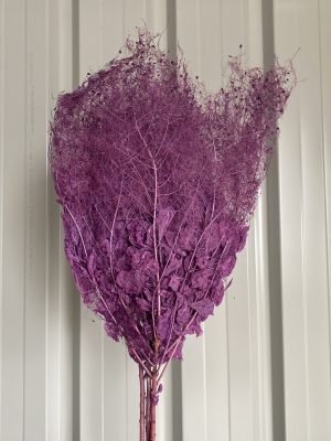 Dark Purple Smoking Bush Fern