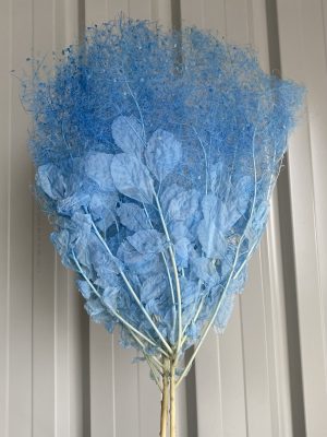 Blue Smoking Bush Fern