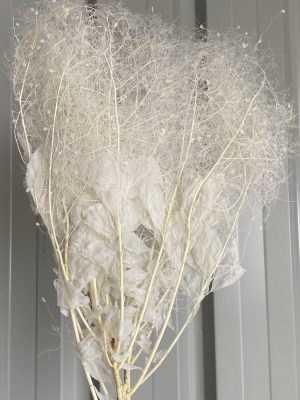 White Smoking Bush Fern