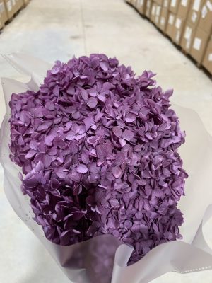 Mauve Purple Hydrangea