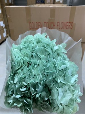 Turquoise Hydrangea