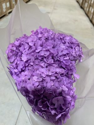 Orchid Purple Hydrangea