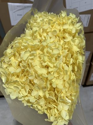 Yellow Hydrangea