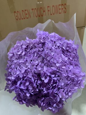 Electric Purple Hydrangea