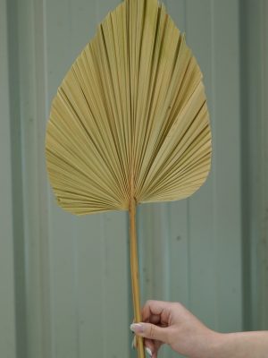 Medium Natural Palm Spear