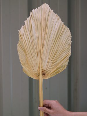 Medium White Palm Spear