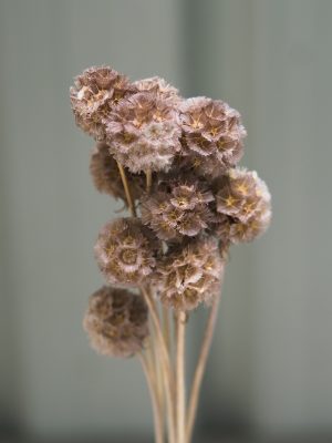 Brown Scabiosa
