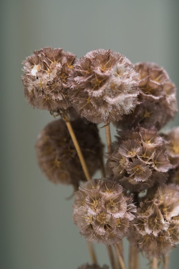 Brown Scabiosa - Image 2