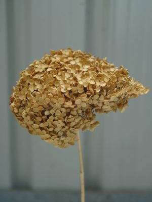 Golden Brown Hydrangea