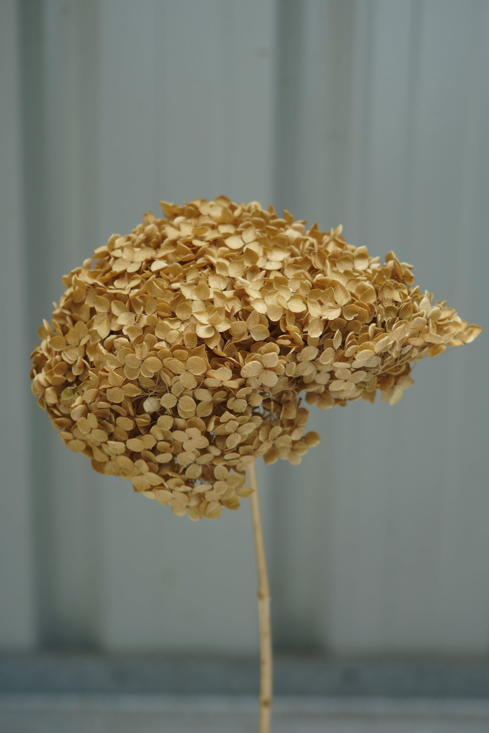 Golden Brown Hydrangea