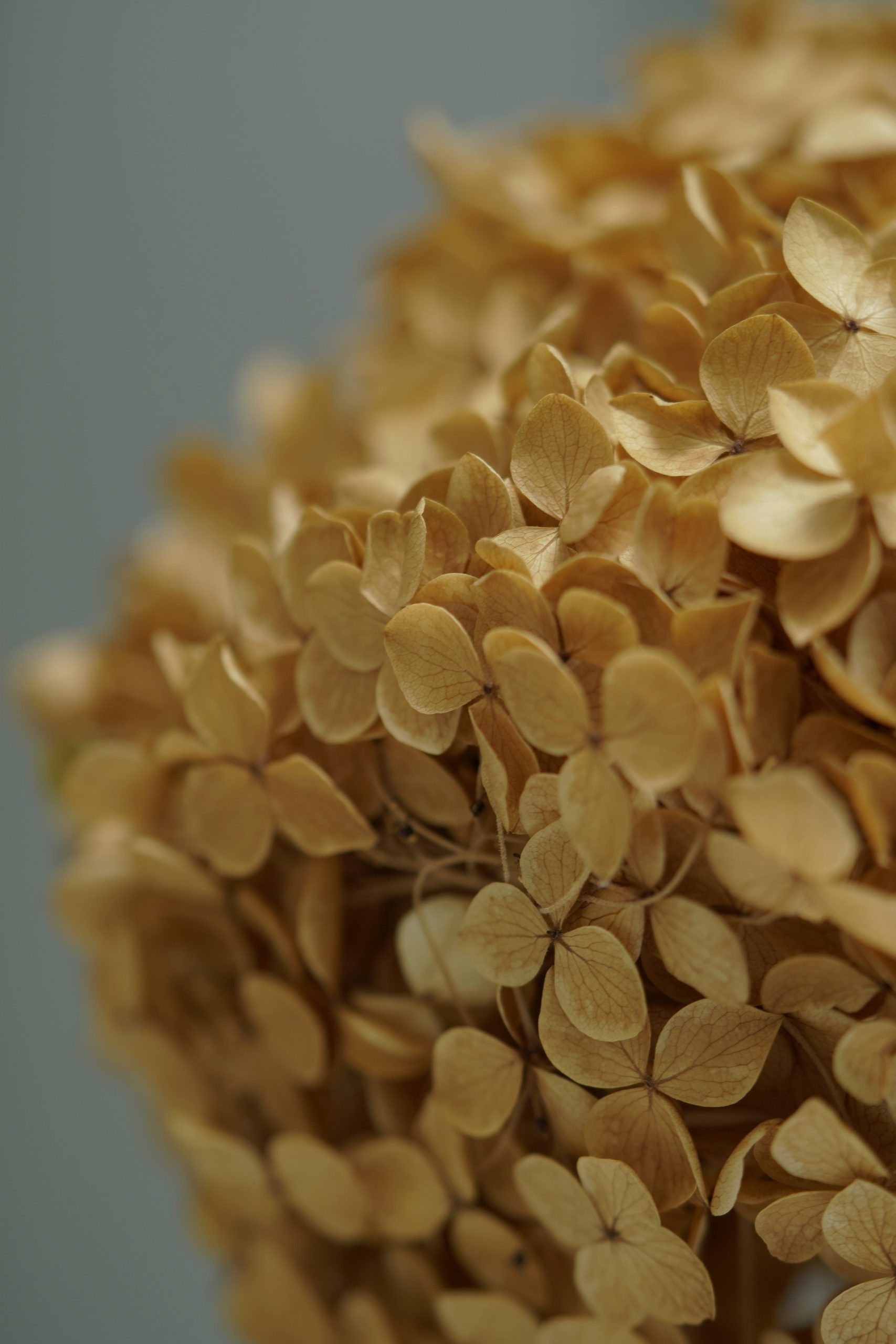 Golden Brown Hydrangea - Image 3