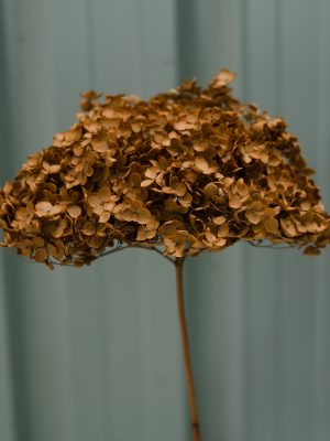 Bronze Hydrangea