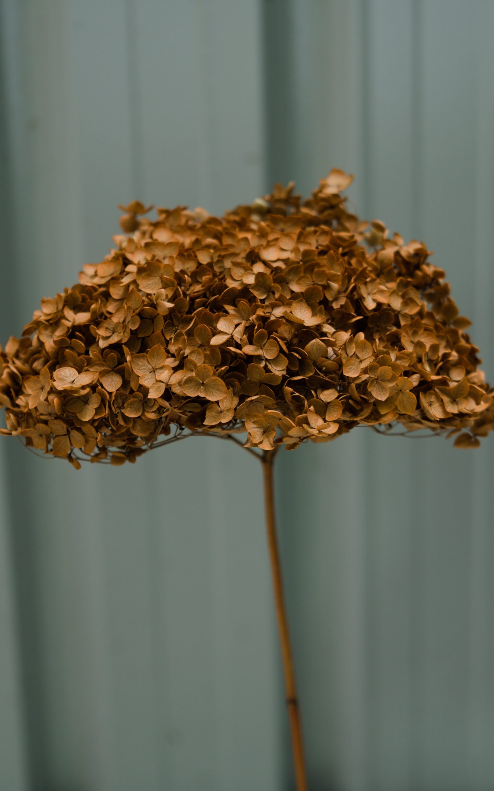 Bronze Hydrangea